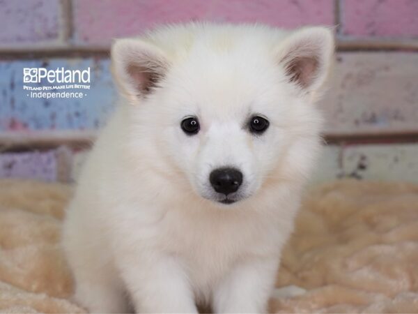 American Eskimo DOG Female White 3002 Petland Independence, Missouri