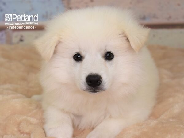 American Eskimo-DOG-Male-White-3003-Petland Independence, Missouri