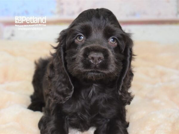 Cockapoo DOG Female Chocolate 3017 Petland Independence, Missouri