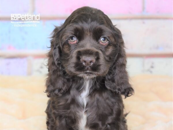 Cockapoo DOG Male Chocolate 3014 Petland Independence, Missouri