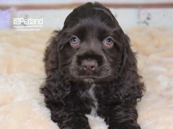 Cockapoo DOG Male Chocolate 3015 Petland Independence, Missouri