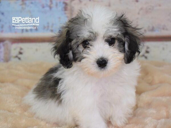 Havapoo DOG Female Sable & White 3006 Petland Independence, Missouri