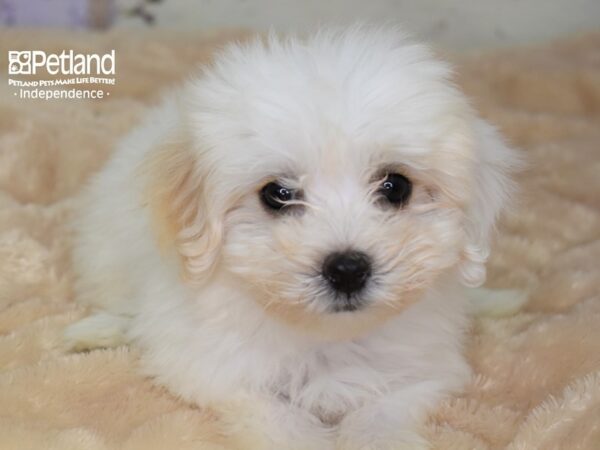 Havapoo DOG Female White 3007 Petland Independence, Missouri