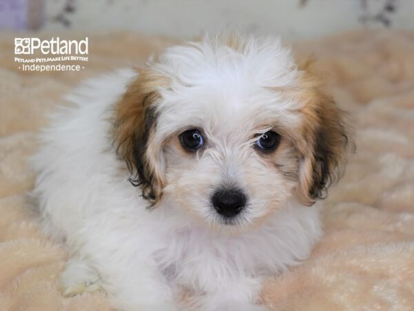 Havapoo DOG Male Sable and White 3005 Petland Independence, Missouri