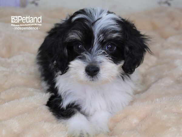 Havapoo DOG Male Black and White 3004 Petland Independence, Missouri