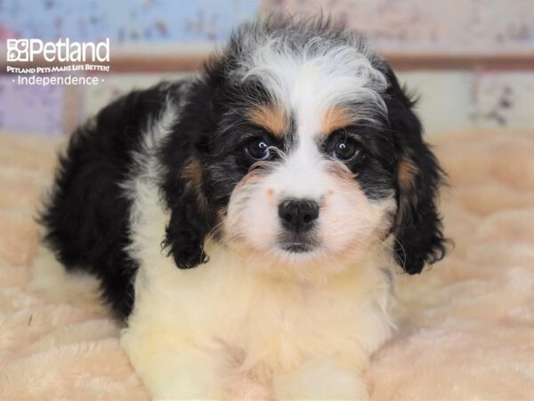 Cavapoo-DOG-Female-Tri-3013-Petland Independence & Lee's Summit, MO