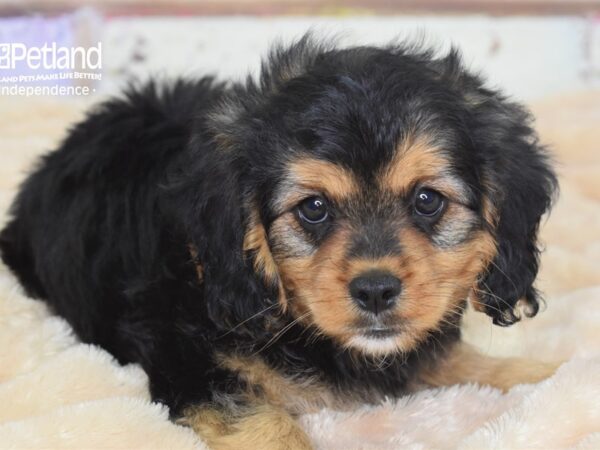 Cavapoo DOG Male Black & Tan 3012 Petland Independence, Missouri