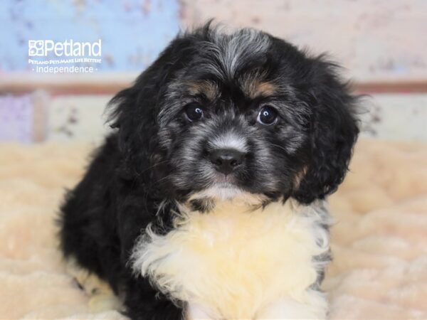 Cavapoo DOG Male Black & White 3010 Petland Independence, Missouri