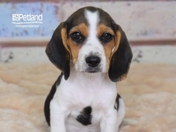 Beagle-DOG-Female-Black and Tan-3024-Petland Independence, Missouri