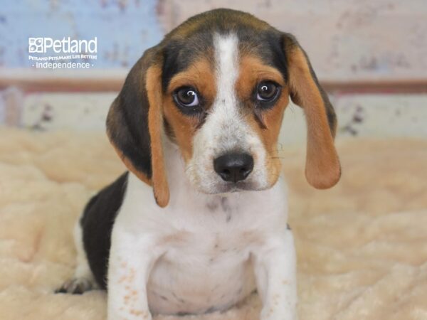 Beagle DOG Male Black and Tan 3022 Petland Independence, Missouri