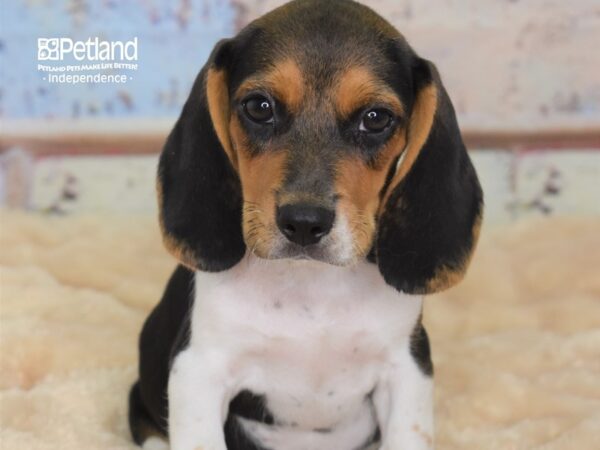 Beagle DOG Male Black and Tan 3021 Petland Independence, Missouri