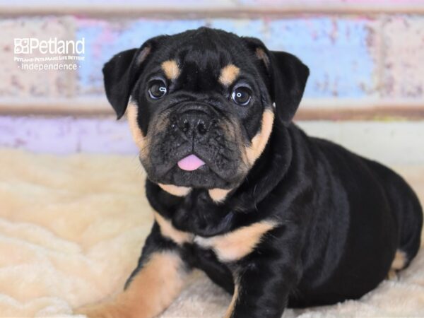 English Bulldog DOG Female 3028 Petland Independence, Missouri