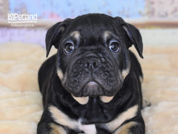 English Bulldog DOG Male 3027 Petland Independence, Missouri