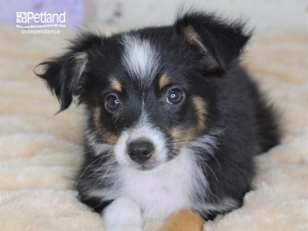 Miniature Australian Shepherd-DOG-Female-Black and Tan-3025-Petland Independence & Lee's Summit, MO