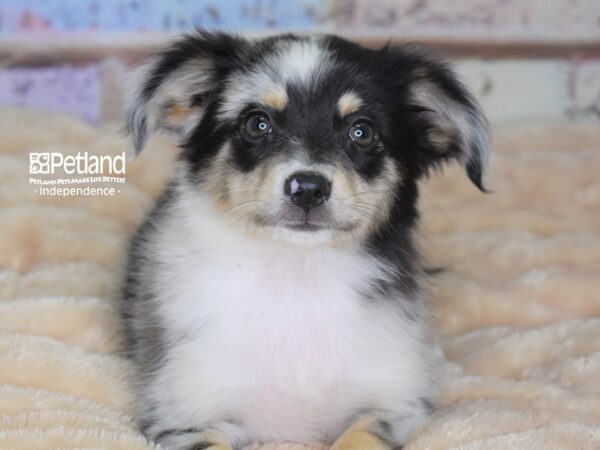 Miniature Australian Shepherd DOG Female Blue Merle 3026 Petland Independence, Missouri