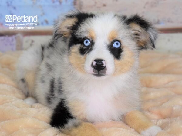 Miniature Australian Shepherd DOG Female Blue Merle 3031 Petland Independence, Missouri