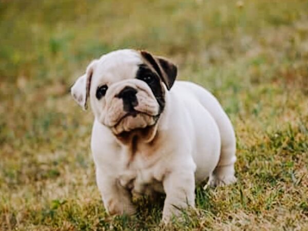 English Bulldog - Coming Soon-DOG-Male--3032-Petland Independence, Missouri