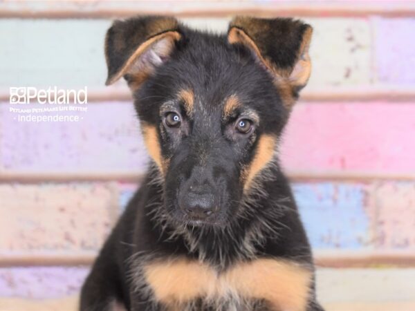 German Shepherd-DOG-Male-Black and Tan-3035-Petland Independence, Missouri