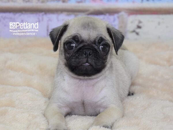Pug-DOG-Female-Fawn-3034-Petland Independence & Lee's Summit, MO