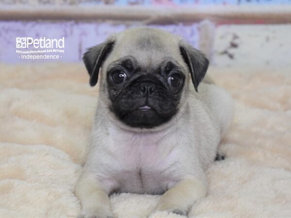 Pug DOG Female Fawn 3034 Petland Independence, Missouri