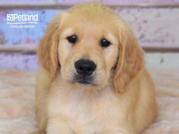 Golden Retriever DOG Male Golden 3029 Petland Independence, Missouri