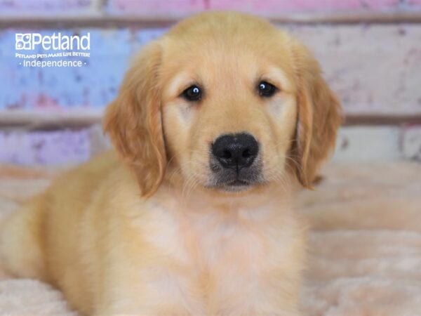 Golden Retriever DOG Female Golden 3030 Petland Independence, Missouri