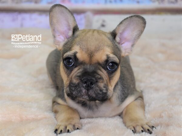 French Bulldog DOG Male Sable 3037 Petland Independence, Missouri