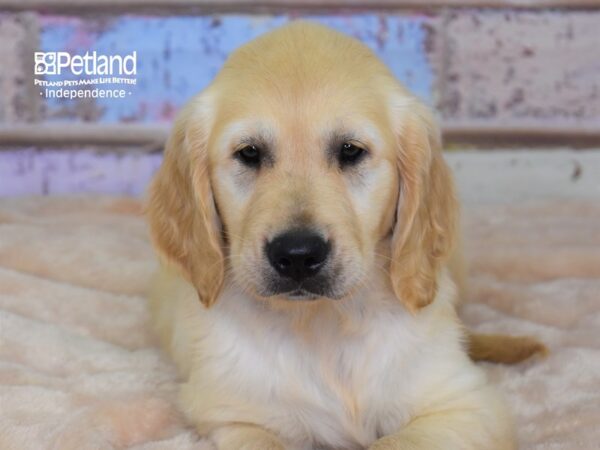 Golden Retriever-DOG-Female-Light Golden-3036-Petland Independence & Lee's Summit, MO