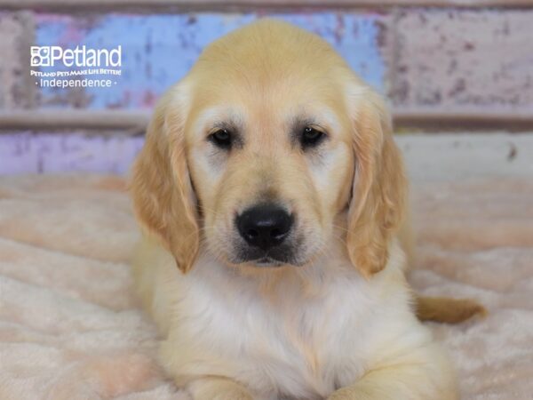 Golden Retriever DOG Female Light Golden 3036 Petland Independence, Missouri