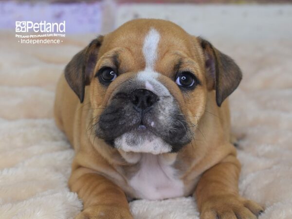 English Bulldog-DOG-Female-Red-3038-Petland Independence, Missouri