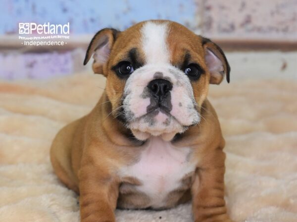 English Bulldog DOG Female Red 3039 Petland Independence, Missouri