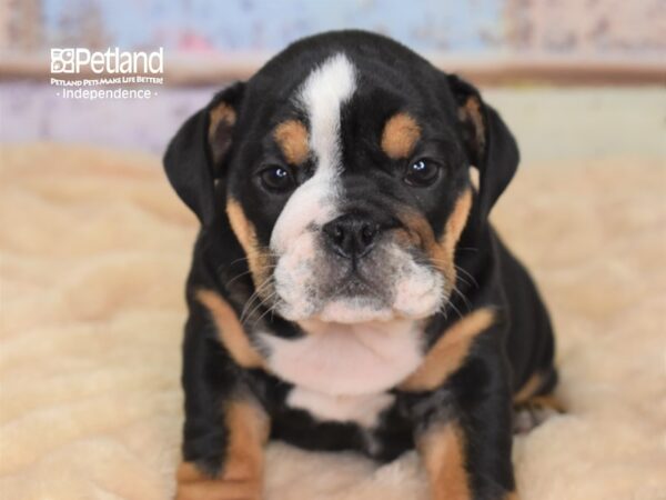 English Bulldog DOG Female Black Tricolor 3040 Petland Independence, Missouri