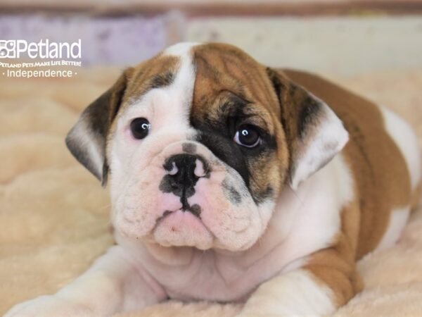 English Bulldog-DOG-Female-White and Brindle-3041-Petland Independence & Lee's Summit, MO