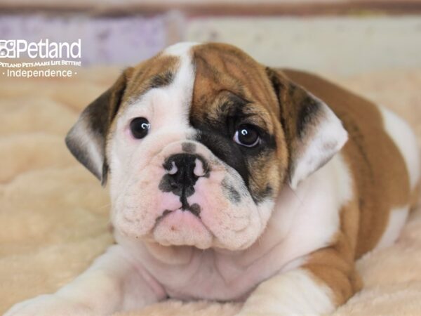 English Bulldog DOG Female White and Brindle 3041 Petland Independence, Missouri