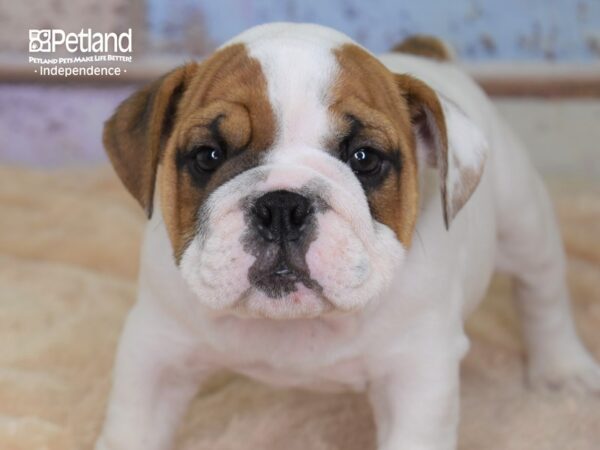 English Bulldog DOG Male Red and White 3042 Petland Independence, Missouri