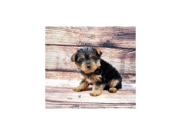 Yorkshire Terrier DOG Male Black and Tan 3033 Petland Independence, Missouri