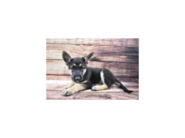 German Shepherd DOG Female Black and Tan 3065 Petland Independence, Missouri