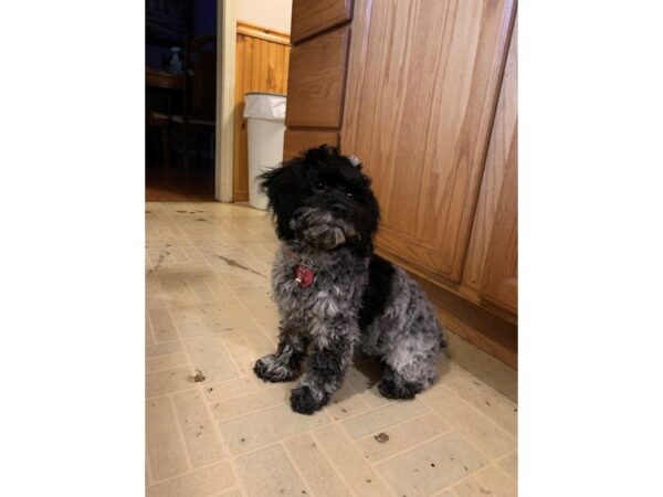 Cockapoo-DOG-Female--2778-Petland Independence & Lee's Summit, MO
