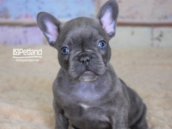 French Bulldog DOG Female Blue Brindle 3053 Petland Independence, Missouri