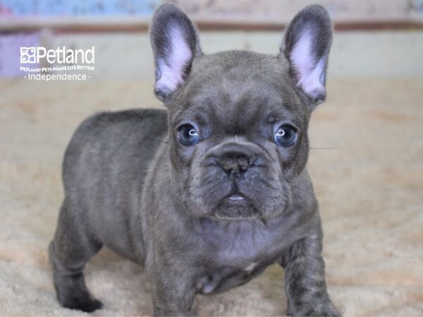 French Bulldog DOG Female Blue Brindle 3054 Petland Independence, Missouri