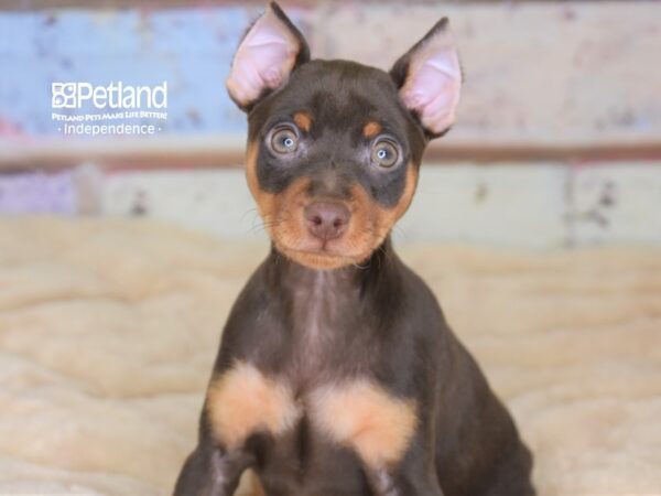 Miniature Pinscher DOG Male Chocolate 3060 Petland Independence, Missouri