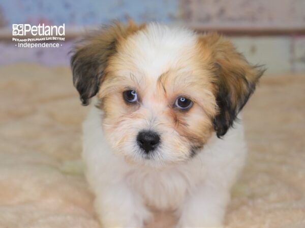 Teddy Bear-DOG-Male--3045-Petland Independence, Missouri