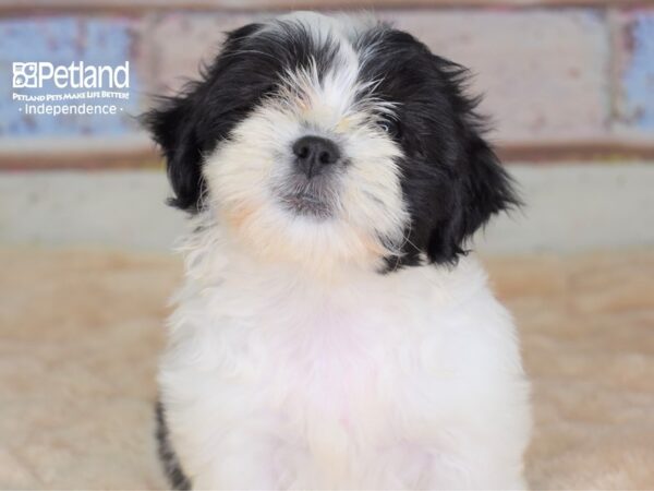 Teddy Bear-DOG-Female--3046-Petland Independence, Missouri