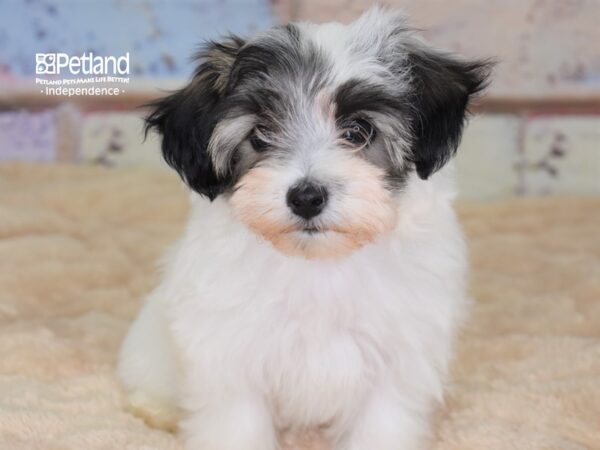 Maltipoo-DOG-Female--3044-Petland Independence, Missouri