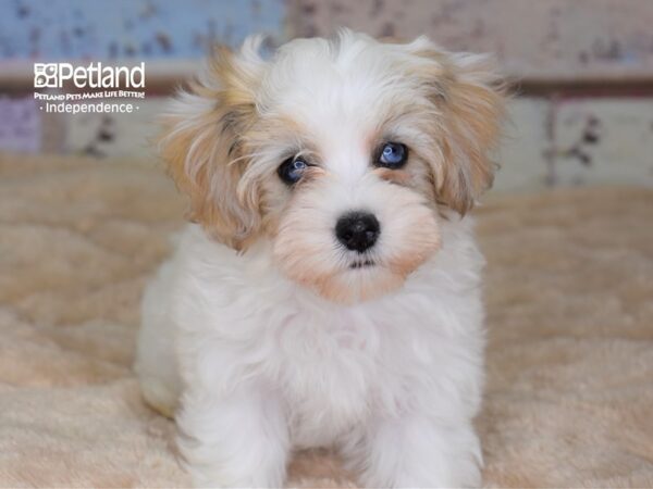 Maltipoo-DOG-Male--3043-Petland Independence & Lee's Summit, MO