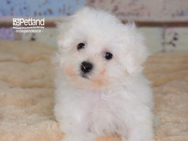 Maltichon DOG Female White 3064 Petland Independence, Missouri