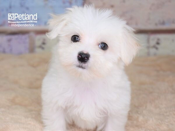 Maltese DOG Female 3050 Petland Independence, Missouri