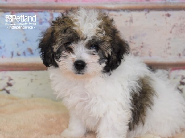 Morkie-Poo-DOG-Female-Black and White-3062-Petland Independence, Missouri