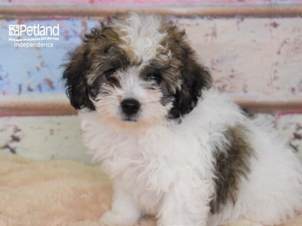 Morkie-Poo DOG Female Black and White 3062 Petland Independence, Missouri