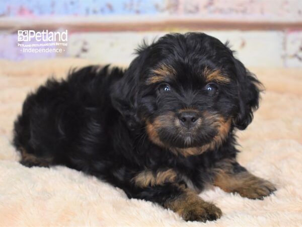 Morkie-Poo DOG Male Black and Tan 3061 Petland Independence, Missouri